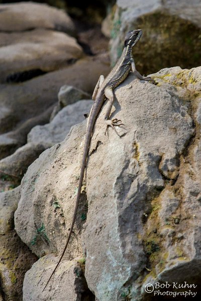 IMG_7006-2-Rio Tarcoles.jpg